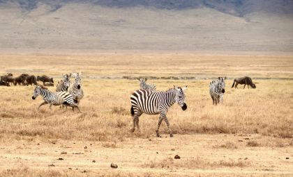 Zebra's op de steppe in Afrika
